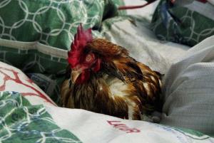 WAS the practice cull of 5,000 hens by the Agri-Food and Veterinary Authority last week wanton and wasteful?                                  As Singapore has remained free of bird flu so far, many lamented the mock exercise, thinking that it was unnecessary(Getty Images)